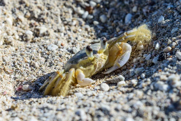 Krab na piasku — Zdjęcie stockowe