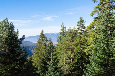 Kış Dağı Ormanı