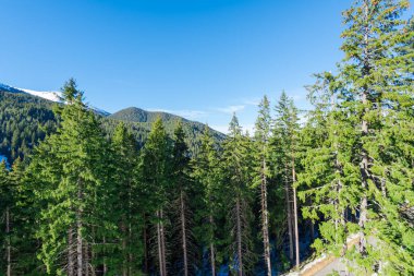iğne yapraklı orman yolu