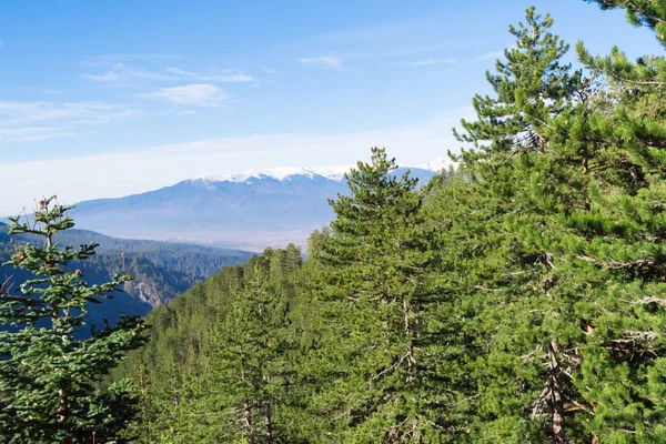 Forêt de montagne d'hiver — Photo