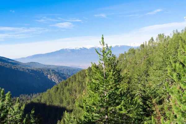 Forêt de montagne d'hiver — Photo