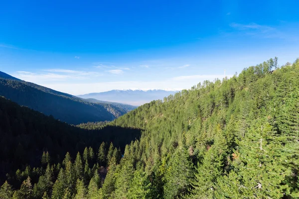 Forêt de montagne d'hiver — Photo