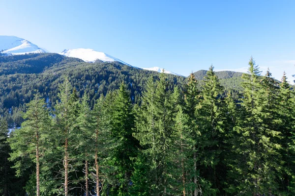 Winter-Bergwald — Stockfoto