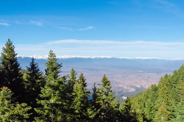 Forêt de montagne d'hiver — Photo