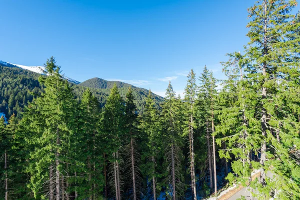 Route dans la forêt de conifères — Photo