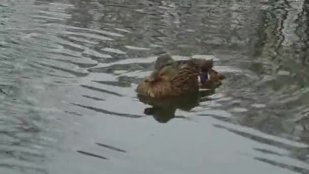 Ente auf dem Teich — Stockvideo