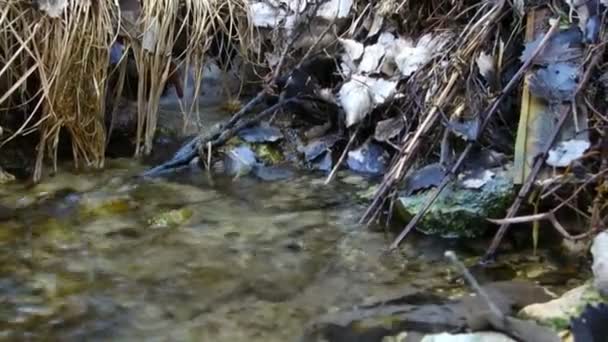 泉水在草丛中的流 — 图库视频影像