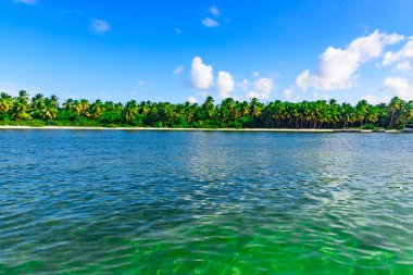 Palm okyanus gökyüzü