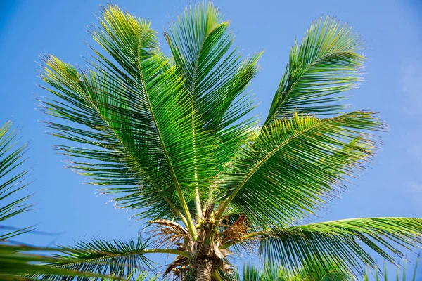 Palmsonne top — Stockfoto