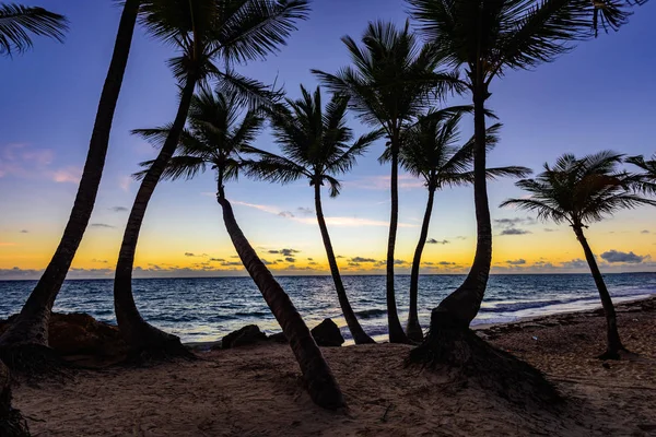 Silhueta do por do sol de palmeiras — Fotografia de Stock