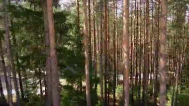 Dağlardaki kozalaklı orman