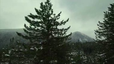 Dağlardaki kozalaklı orman