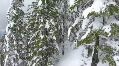 Dağlardaki kozalaklı orman