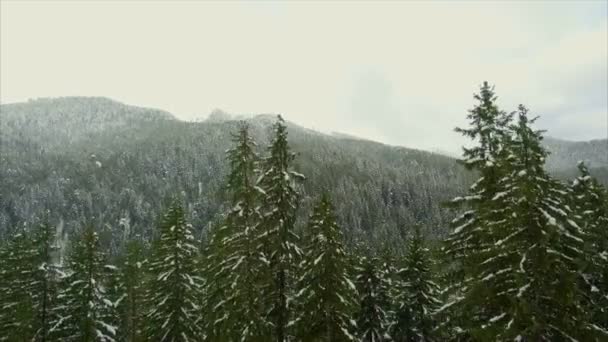 Forêt de conifères dans les montagnes — Video