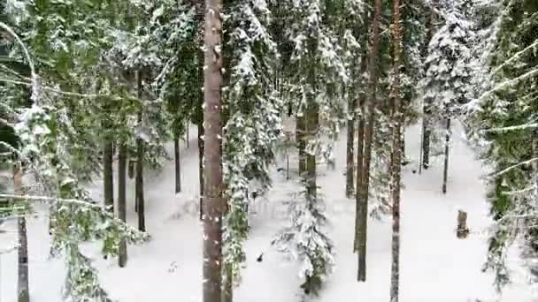 Bosque de coníferas en las montañas — Vídeos de Stock