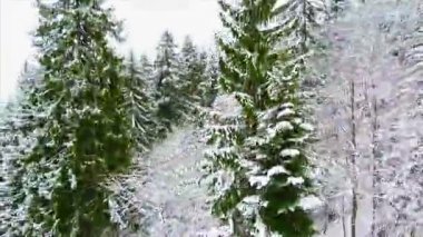 Kışın dağlarda Ladin ormanı