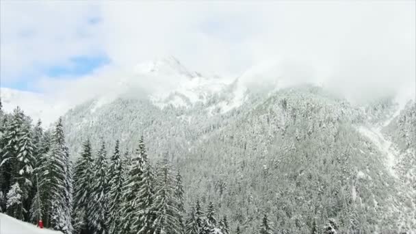 Forêt d'épinettes en hiver dans les montagnes — Video