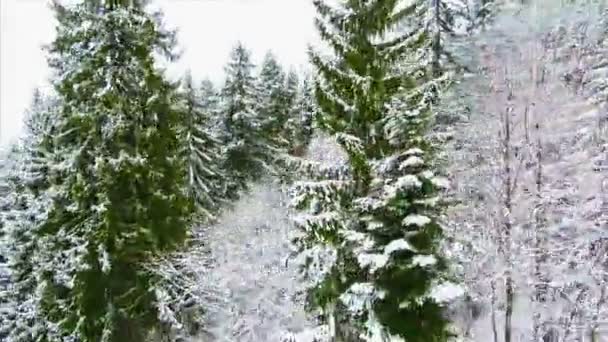 Bosque de abeto en invierno en las montañas — Vídeos de Stock