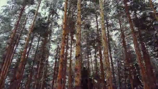 Vuren bos in de winter in de bergen — Stockvideo