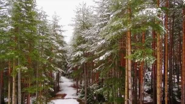 Fenyő erdő télen a hegyekben