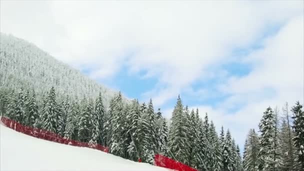 Granskog på vintern i bergen — Stockvideo