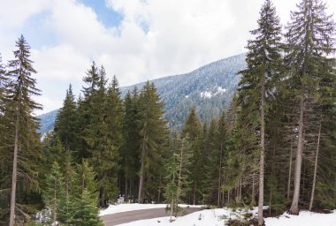 iğne yapraklı orman yolu