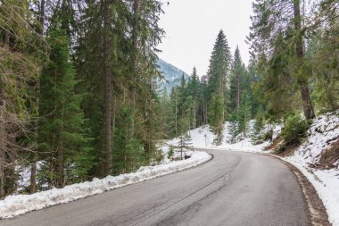 iğne yapraklı orman yolu