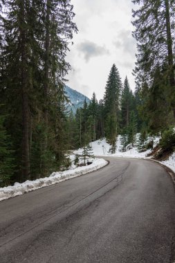 iğne yapraklı orman yolu