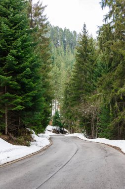 iğne yapraklı orman yolu