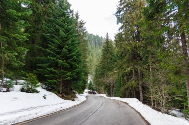 iğne yapraklı orman yolu
