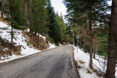 iğne yapraklı orman yolu