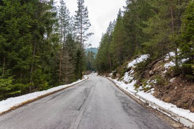 iğne yapraklı orman yolu