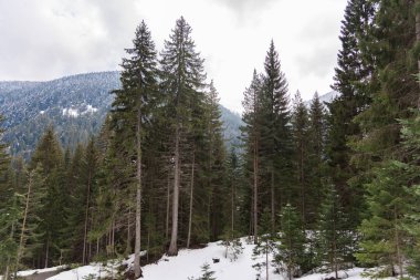 Dağlardaki kozalaklı orman