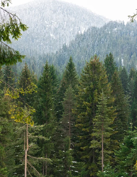 山の針葉樹林 — ストック写真