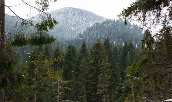 Nadelwald in den Bergen — Stockfoto