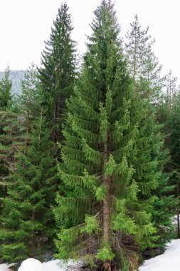 Dağlardaki kozalaklı orman