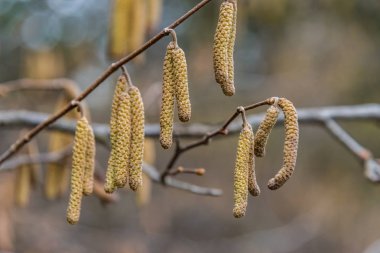 Çiçekli huş ağaçları
