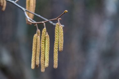 Çiçekli huş ağaçları