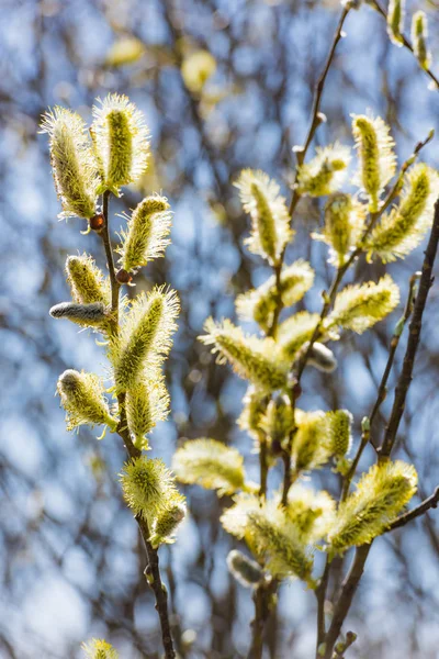Blommande willow fluffiga — Stockfoto
