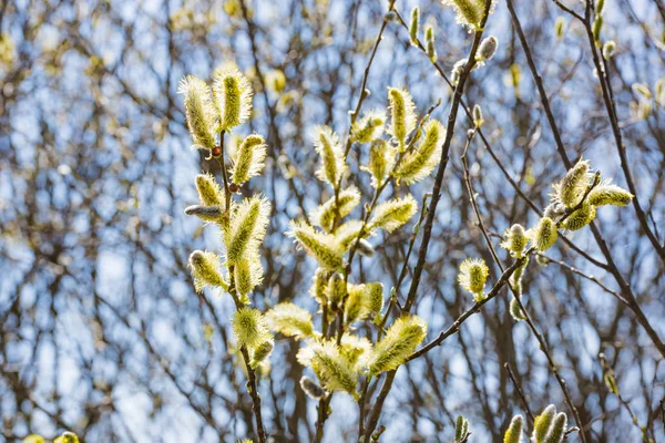 Blommande willow fluffiga — Stockfoto