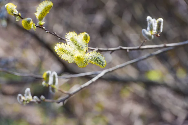 Blommande willow fluffiga — Stockfoto