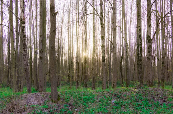 Rayo de sol a través del árbol — Foto de Stock