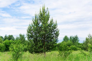 Çayır manzarası ve gökyüzü