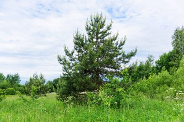 Çayır manzarası ve gökyüzü