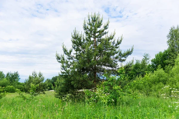 Çayır manzarası ve gökyüzü