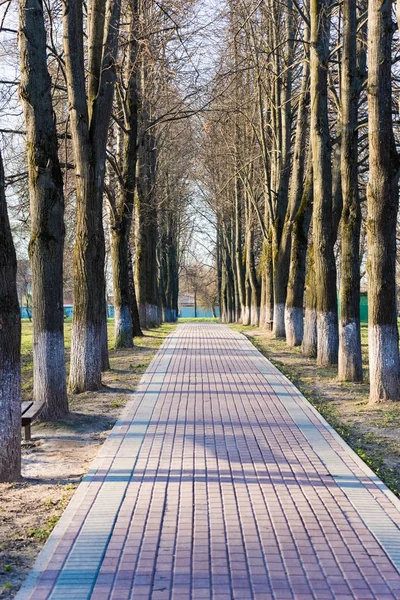 Autumn avenue Alley — Stock Photo, Image