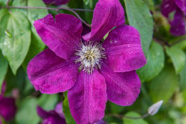 Çiçekli çalı klimatis