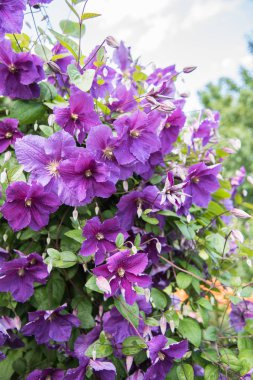 Çiçekli çalı klimatis