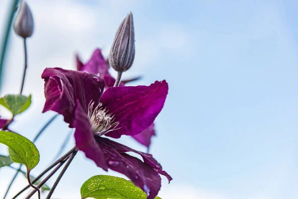 Arbusto floreciente klimatis — Foto de Stock