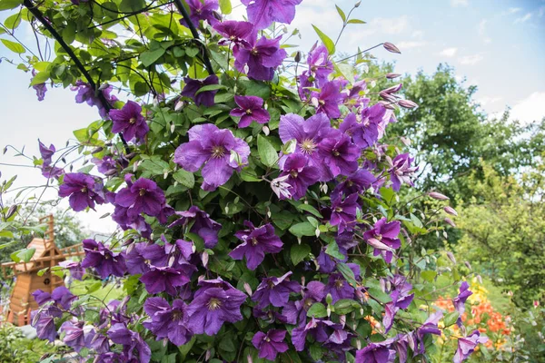 Flowering bush klimatis — Stock Photo, Image